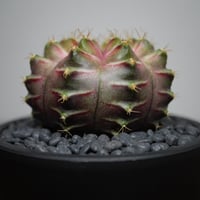 ギムノカリキウム Neon R87-22