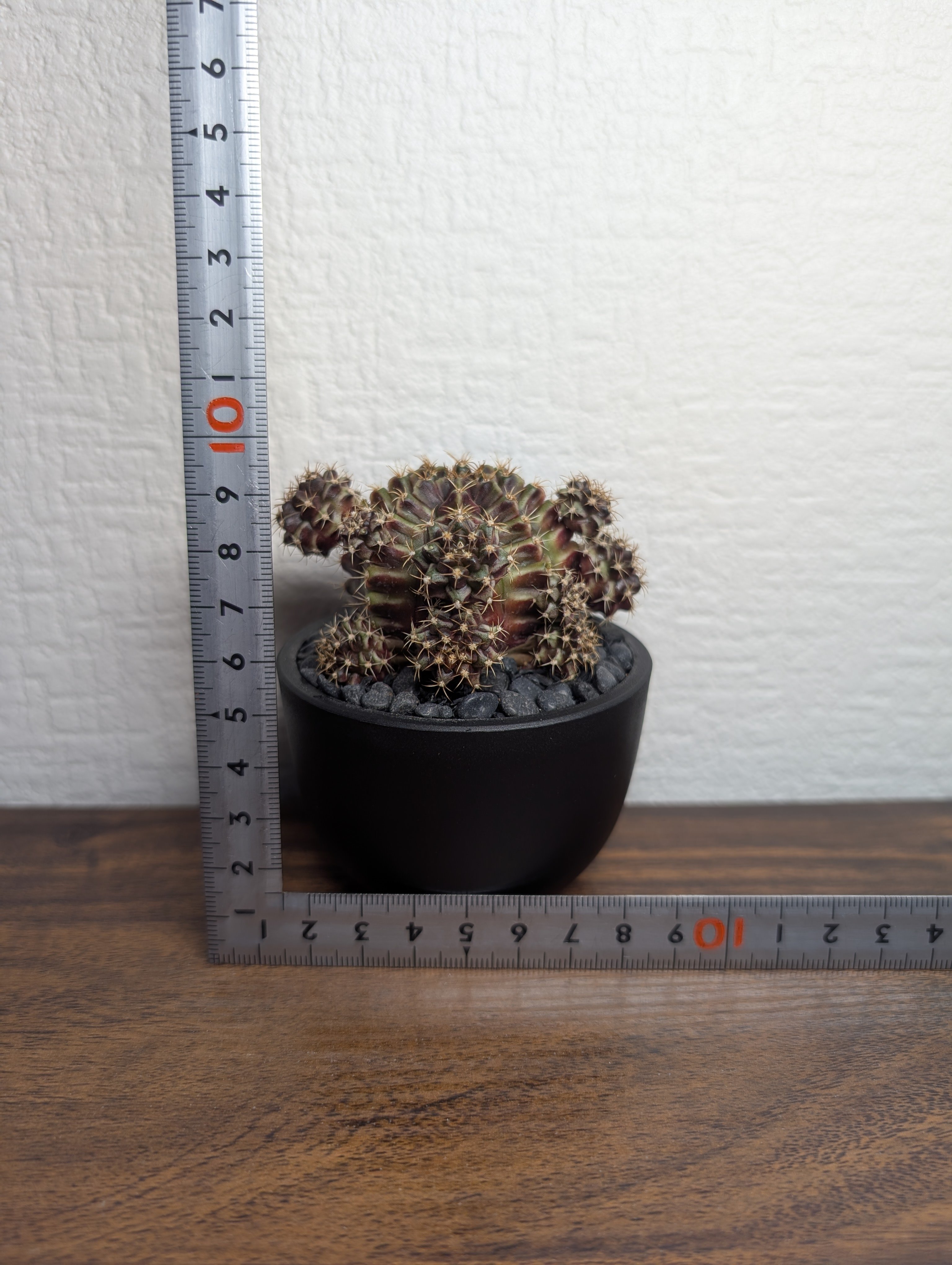 ギムノカリキウム Neon R87-16 | BizarrePlants Ueshin