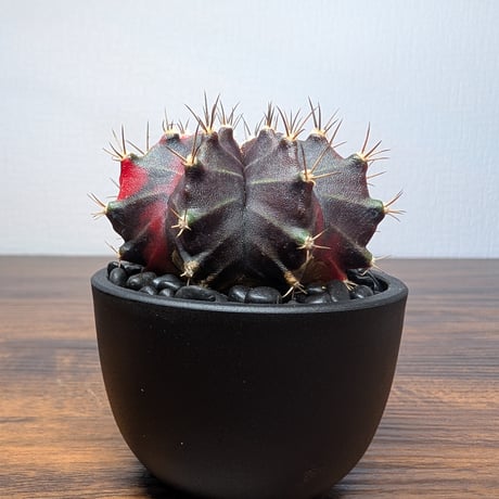 ギムノカリキウム ミハノビッチ R87-34