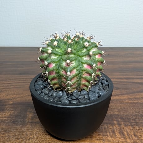 ギムノカリキウム Trex R87-13
