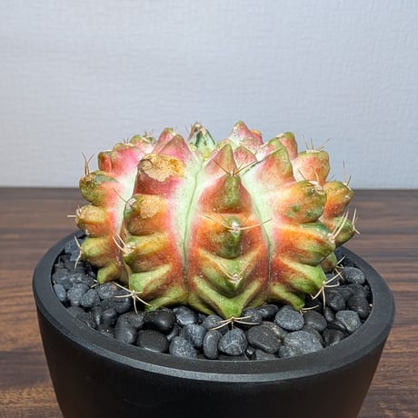 ギムノカリキウム ネオン R87-32