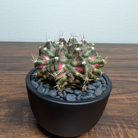 ギムノカリキウム Trex R87-14