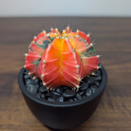 ギムノカリキウム ミハノビッチ R87-36