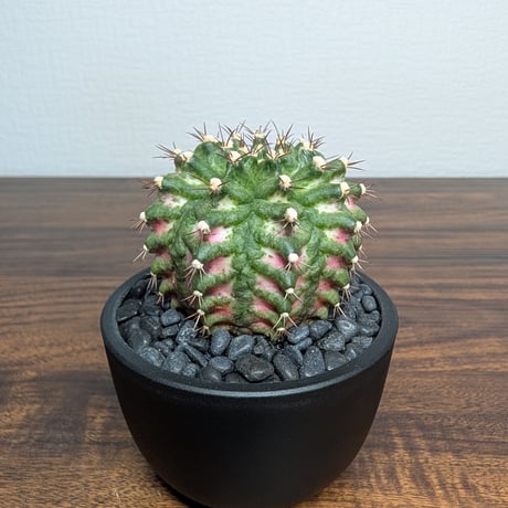 ギムノカリキウム Trex R87-13