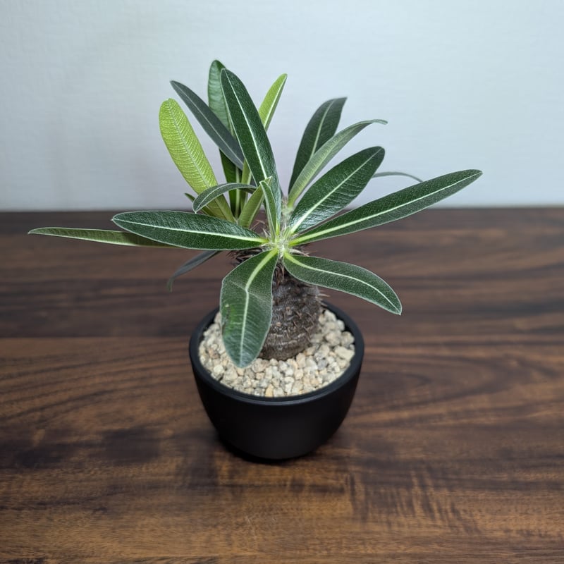 パキポディウム ハイブリッドPachypodium hyb. (タッキー×グラ) パキポディウム タッキー×グラキリスHyb R88−8 | BizarrePlants Ueshin