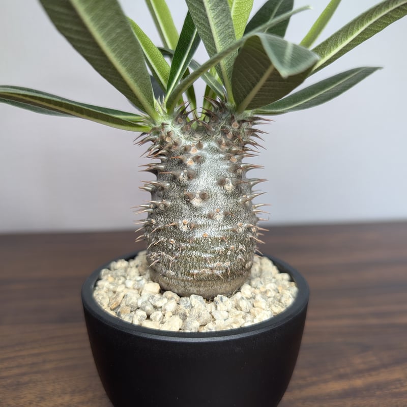 パキポディウム ハイブリッドPachypodium hyb. (タッキー×グラ) パキポディウム タッキー×グラキリスHyb R88−8 | BizarrePlants Ueshin