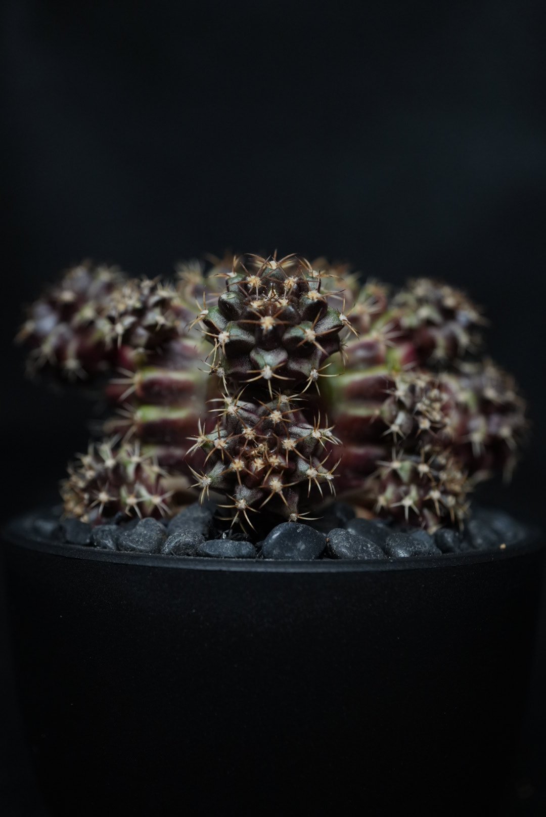 ギムノカリキウム Neon R87-16 | BizarrePlants Ueshin