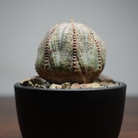 ユーフォルビア オベサ♀ R87-6