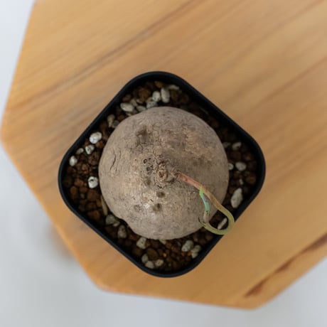 ステファニア エレクタ 実生 Stephania erecta 塊根植物 コーデックス 多肉植物 珍奇植物 静岡 ANTIDOTE 通販 S1547