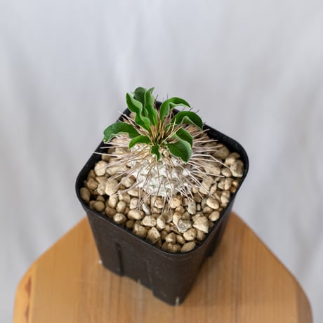 パキポディウム ナマクアナム 光堂 実生 Pachypodium namaquanum 塊根植物 コーデックス 多肉植物 珍奇植物 静岡 ANTIDOTE 通販 S1517