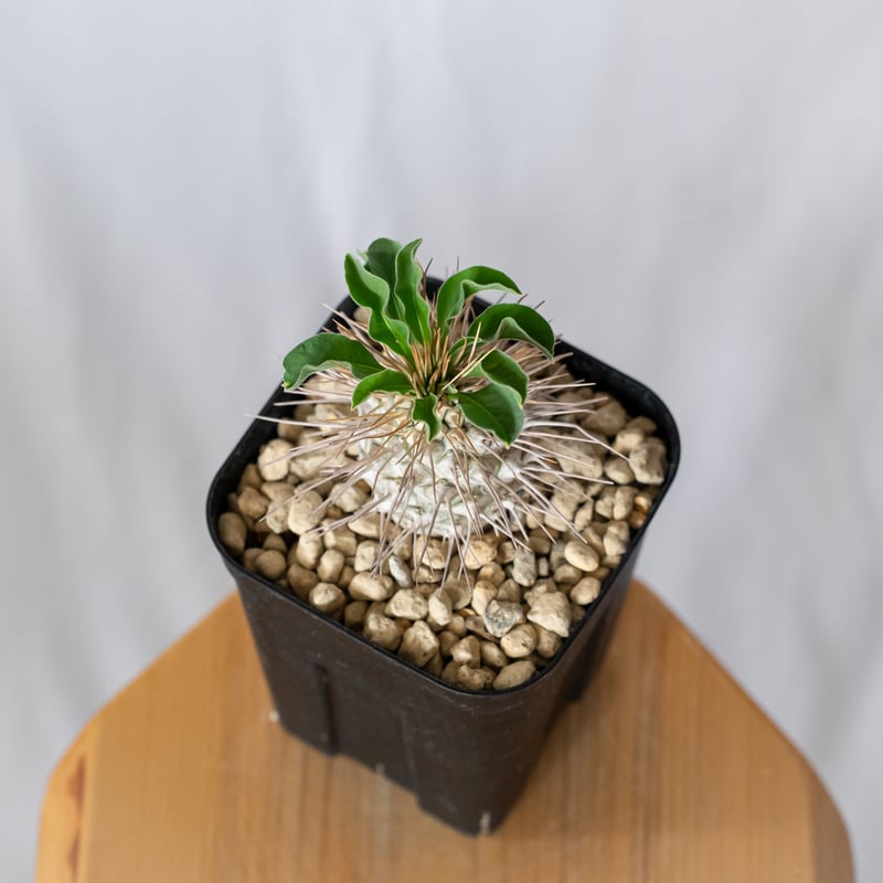 パキポディウム ナマクアナム 光堂 実生 Pachypodium namaquanum 塊根植