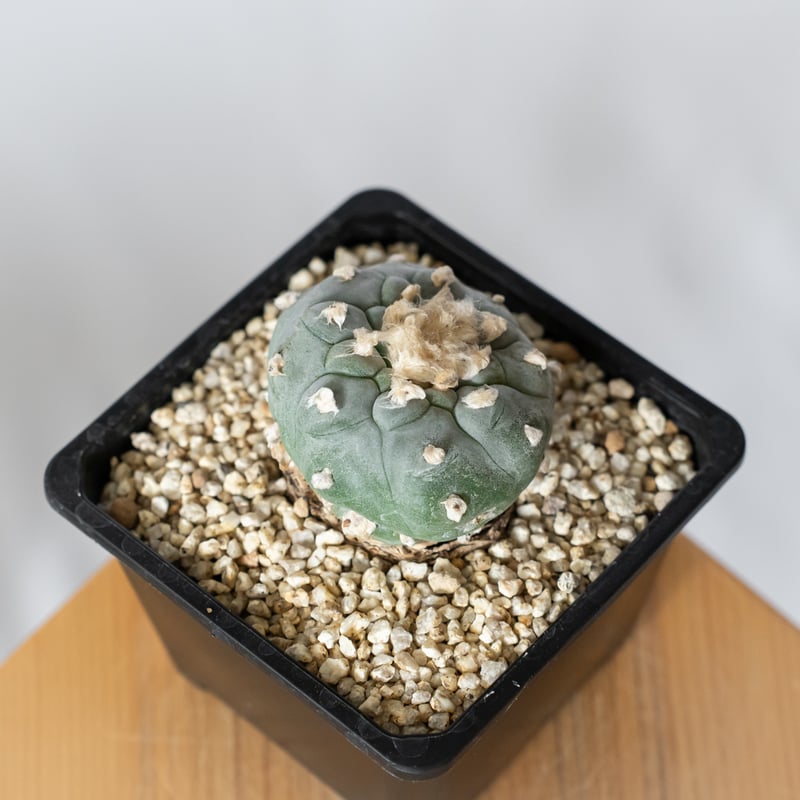 ロフォフォラ 銀冠玉 実生 lophophora williamsii var.decipie