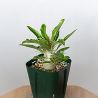 パキポディウム サウンデルシー 実生 白馬城 Pachypodium saundersii 塊根植物 コーデックス 多肉植物 珍奇植物 静岡 ANTIDOTE 通販 S1679