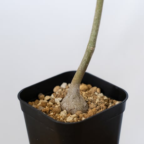 バオバブの木 アダンソニア・ディギタータ 実生 Baobab Adansonia Digitata コーデックス 塊根植物 多肉植物 観葉植物 星の王子さま 静岡 ANTIDOTE 通販 S1537