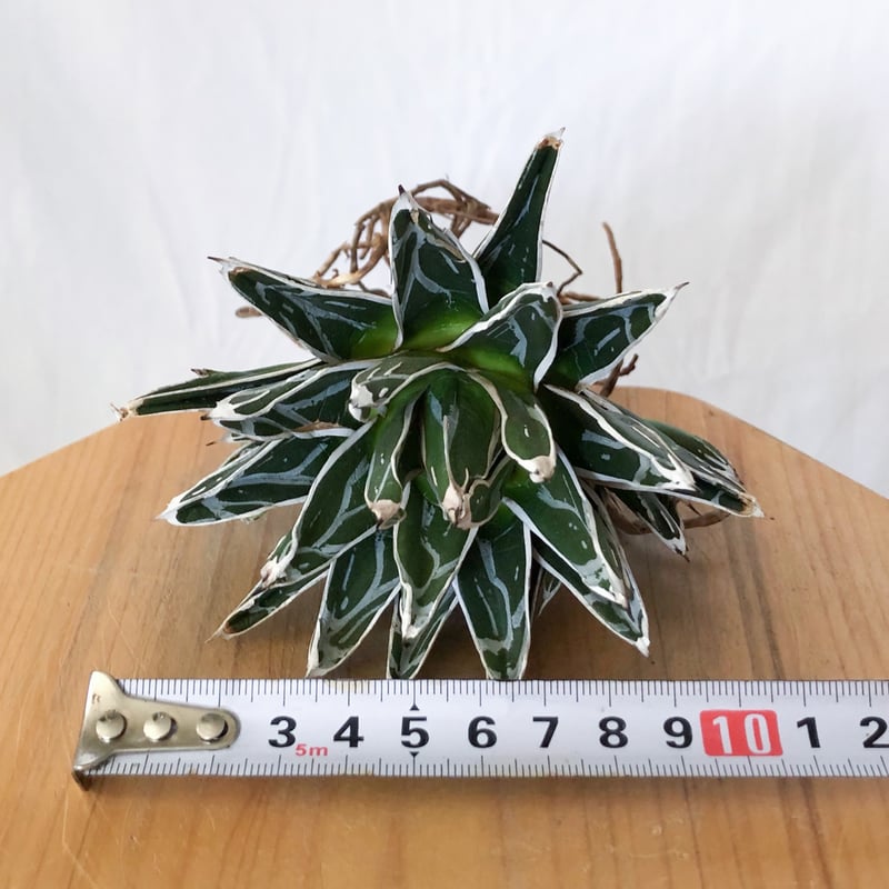 アガベ 姫笹の雪 OC株 ベアルート Agave victoriae-reginae 多肉植物