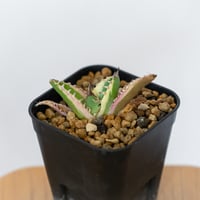 アガベ チタノタ 魔丸錦 白覆輪 斑入り TC株 agave titanota imps 多肉植物 珍奇植物 ANTIDOTE 静岡 通販 S1558　発根管理中