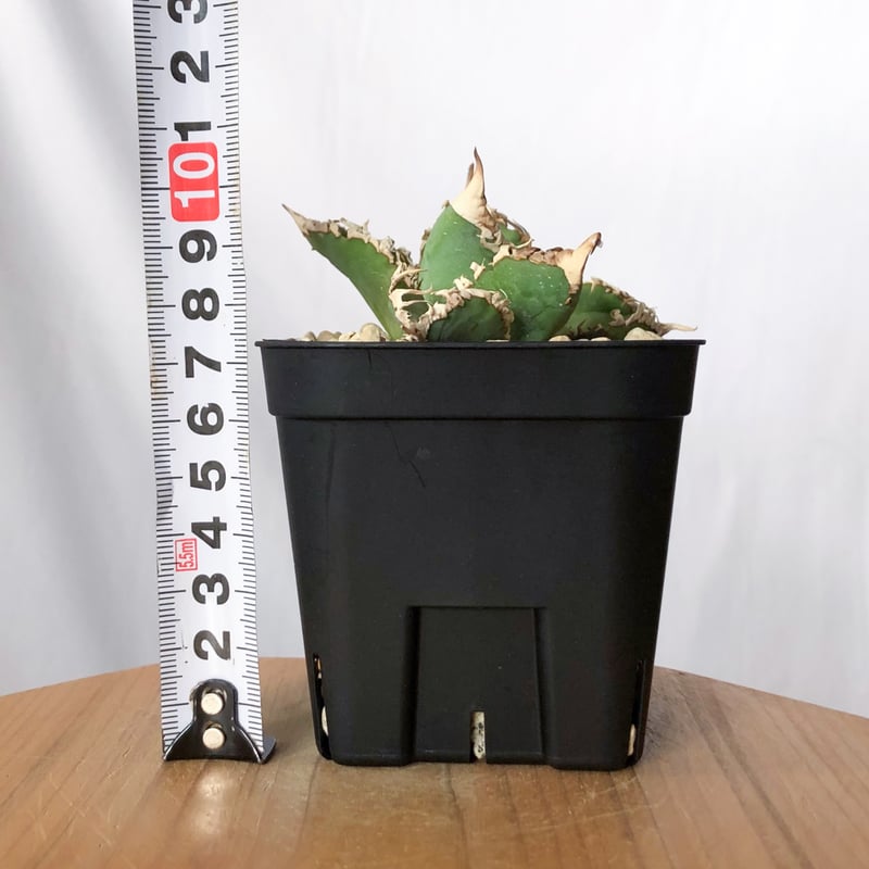 アガベ チタノタ 白幽霊 TC株【発根管理中】agave titanota white gho