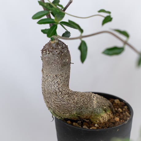 フォッケア エデュリス 火星人 実生 Fockea edulis コーデックス 塊根植物 多肉植物 観葉植物 静岡 ANTIDOTE 通販 S1533