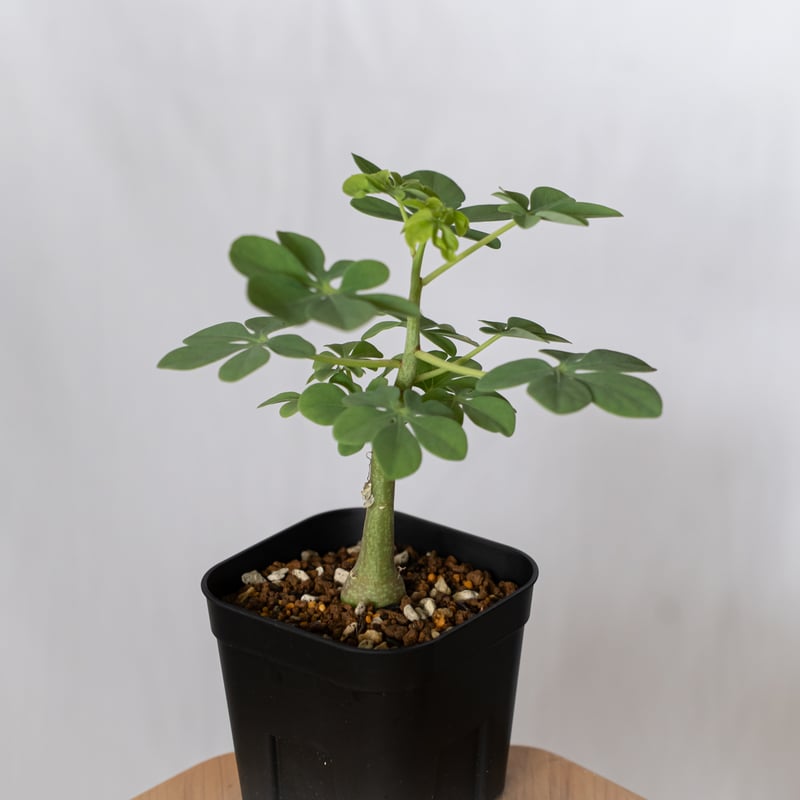 アデニア グラウカ 幻蝶かずら 実生 Adenia glauca 塊根植物