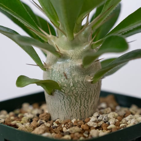 パキポディウム サウンデルシー 実生 白馬城 Pachypodium saundersii 塊根植物 コーデックス 多肉植物 珍奇植物 静岡 ANTIDOTE 通販 S1604