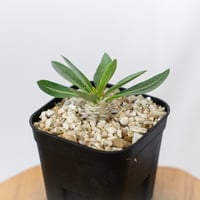 パキポディウム レウコキサンツム 実生 Pachypodium brevicaule leucoxanthum 塊根植物 コーデックス 多肉植物 珍奇植物 静岡 ANTIDOTE 通販 S1623