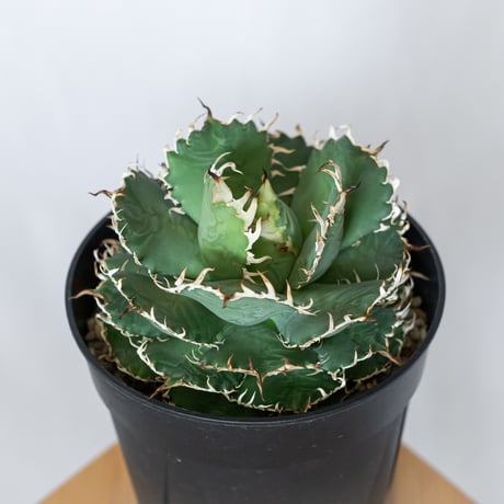 アガベ チタノタ フィリグリー 大株 OC株 agave titanota filigree 多肉植物 珍奇植物 静岡 ANTIDOTE 通販 S1560