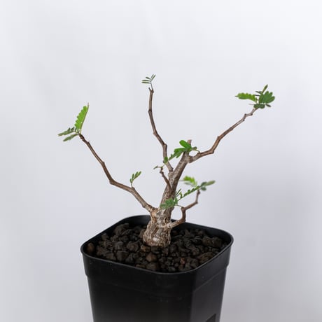 センナ メリディオナリス 実生 Senna Meridionalis 灌木コーデックス 塊根植物 多肉植物 珍奇植物 静岡 ANTIDOTE 通販 S1514