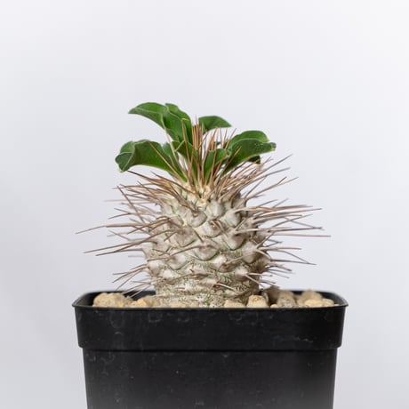 パキポディウム ナマクアナム 光堂 実生 Pachypodium namaquanum 塊根植物 コーデックス 多肉植物 珍奇植物 静岡 ANTIDOTE 通販 S1517