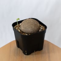 ステファニア エレクタ 実生【発根管理中】Stephania erecta 塊根植物 コーデックス 多肉植物 珍奇植物 静岡 ANTIDOTE 通販 S1594
