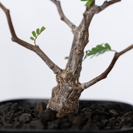 センナ メリディオナリス 実生 Senna Meridionalis 灌木コーデックス 塊根植物 多肉植物 珍奇植物 静岡 ANTIDOTE 通販 S1514