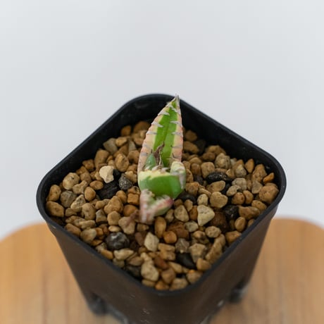 アガベ チタノタ 魔丸錦 白覆輪 斑入り TC株 agave titanota imps 多肉植物 珍奇植物 ANTIDOTE 静岡 通販 S1558　発根管理中