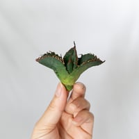★8/9まで限定販売★アガベ チタノタ 悪魔くん TC株 ベアルート Agave titanota 多肉植物 珍奇植物 静岡 通販 ANTIDOTE S1583