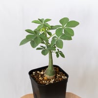 アデニア グラウカ 幻蝶かずら 実生 Adenia glauca  塊根植物 コーデックス 珍奇植物 多肉植物 静岡 ANTIDOTE 通販 S1522