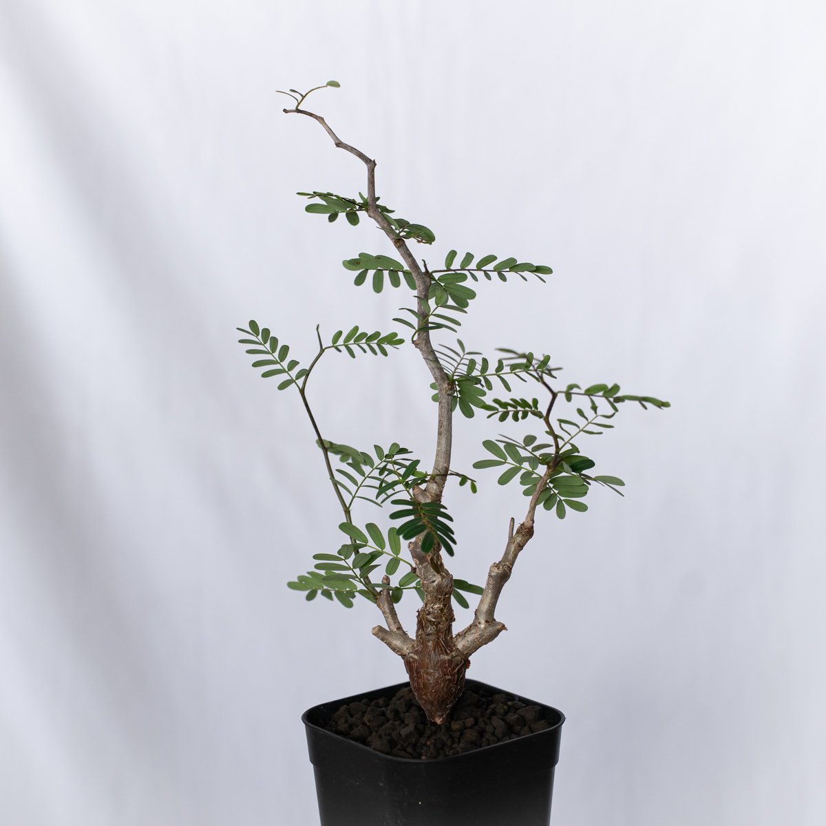 センナ メリディオナリス 実生 Senna Meridionalis 灌木コーデックス