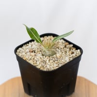 パキポディウム レウコキサンツム 実生 Pachypodium brevicaule leucoxanthum 塊根植物 コーデックス 多肉植物 珍奇植物 静岡 ANTIDOTE 通販 S1624