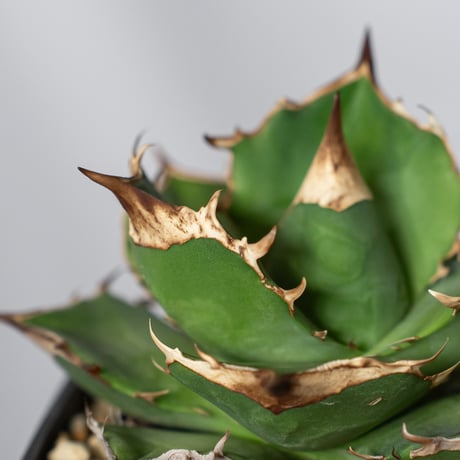 アガベ チタノタ 白犀牛 TC株【発根管理中】シロサイ Agave titanota White Rhino 多肉植物 珍奇植物 静岡 通販 ANTIDOTE S1529