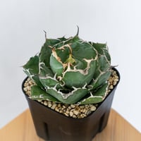 アガベ チタノタ 白鯨 OC株 Agave titanota White Whale 多肉植物 珍奇植物 静岡 通販 ANTIDOTE S1553