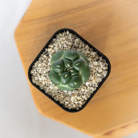 コリファンタ 刺無象牙丸 実生 Coryphantha elephantidens サボテン 多肉植物 珍奇植物 静岡 ANTIDOTE 通販 S1718
