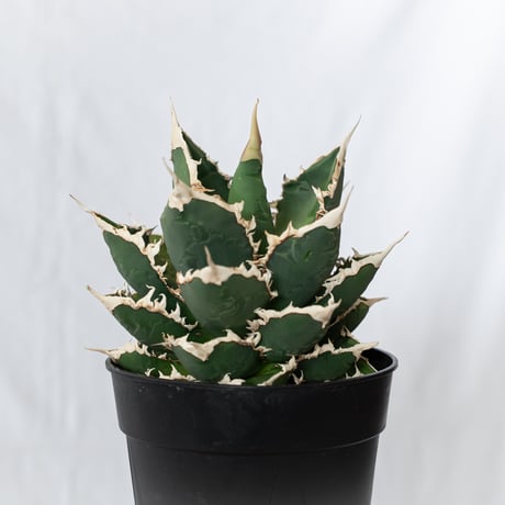 アガベ チタノタ 狼人 大株 Agave titanota Werewolf  多肉植物 珍奇植物 静岡 ANTIDOTE 通販 S1577