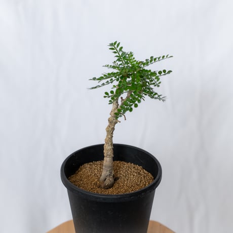 オペルクリカリア パキプス 実生 Operculicarya pachypus 塊根植物 多肉植物 珍奇植物 静岡 ANTIDOTE 通販 S1565