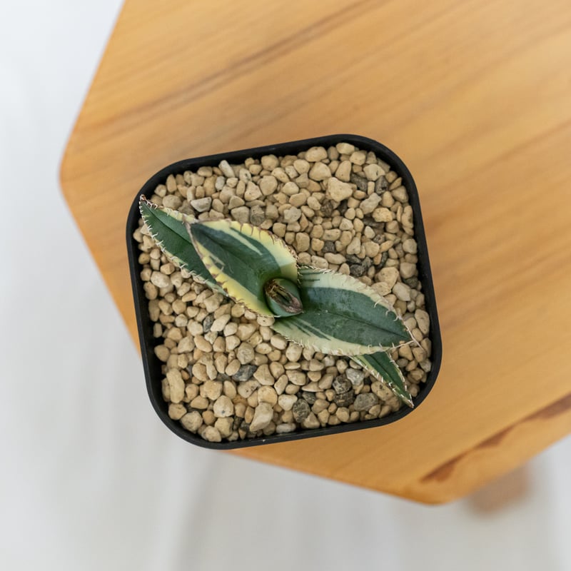 アガベ チタノタ 悪魔くん錦 斑入り TC株 Agave titanota Bakemono