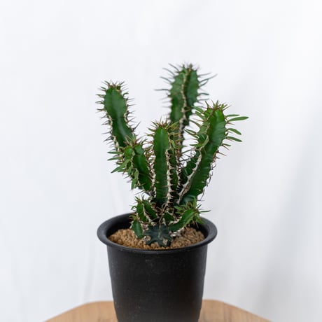 ユーフォルビア ムランジーナ 実生 Euphorbia mlanjeana 多肉植物 珍奇植物 静岡 ANTIDOTE 通販 S1564