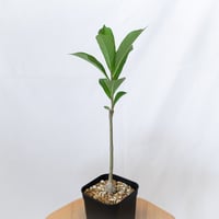 バオバブの木 アダンソニア・ディギタータ 実生 Baobab Adansonia Digitata コーデックス 塊根植物 多肉植物 観葉植物 星の王子さま 静岡 ANTIDOTE 通販 S1618