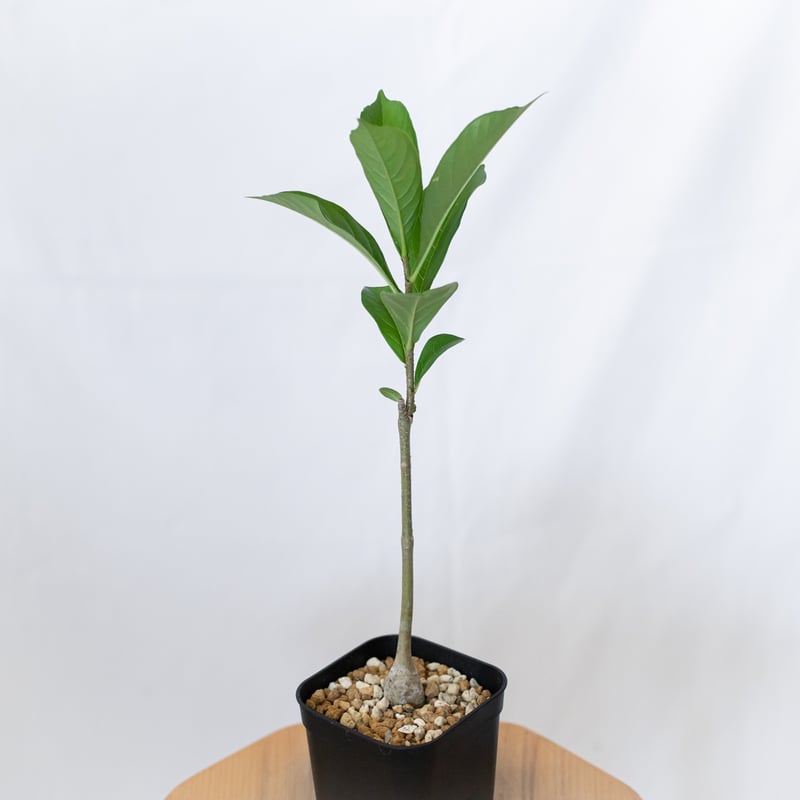 バオバブの木 アダンソニア・ディギタータ 実生 Baobab Adansonia