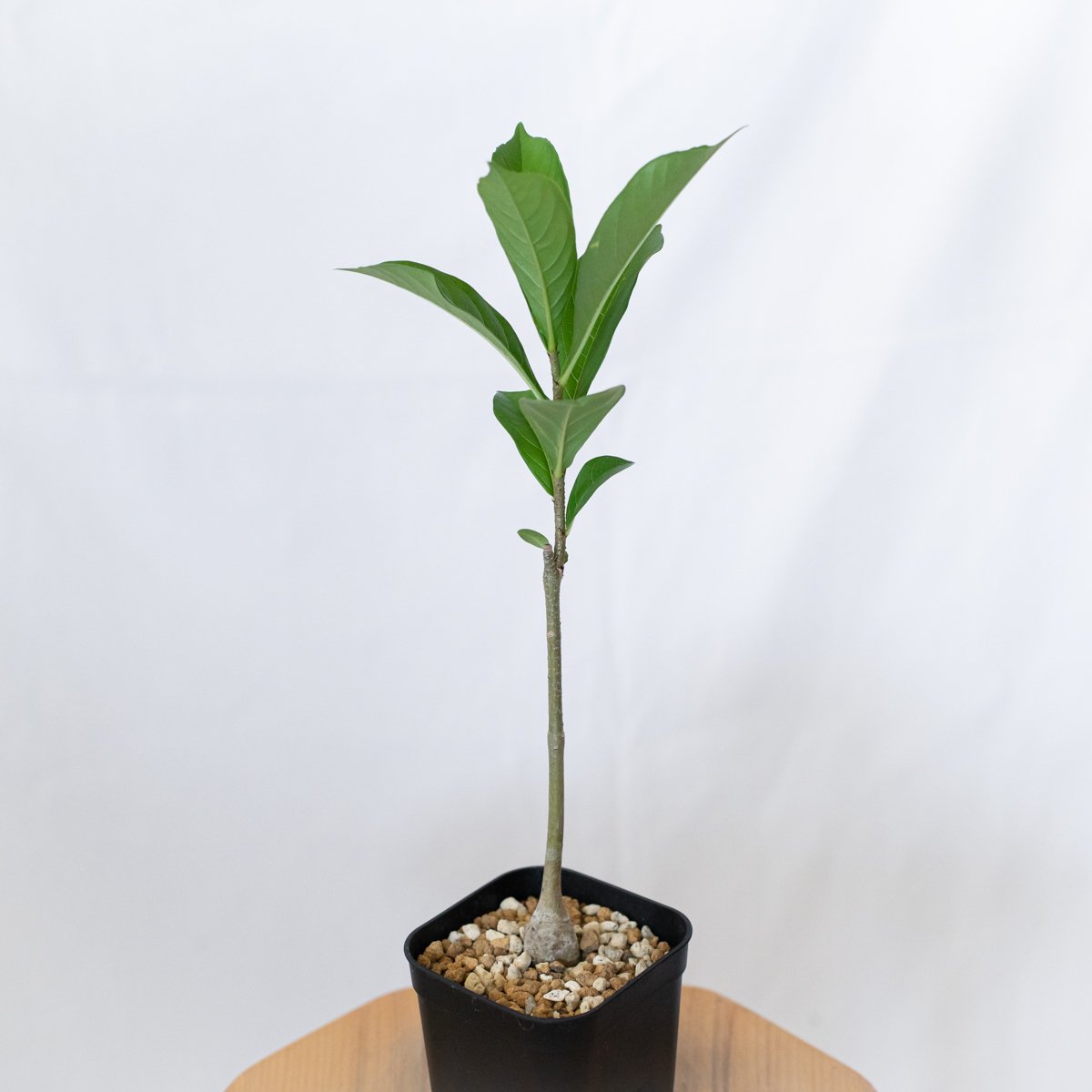 バオバブの木 アダンソニア・ディギタータ 実生 Baobab Adansonia