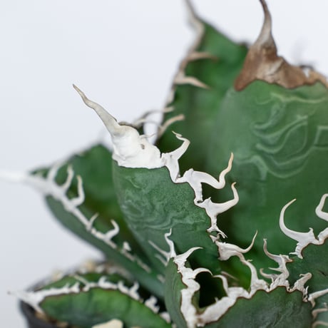 アガベ チタノタ 悪魔くん錦 大株 TC株 Agave titanota Bakemono 多肉植物 珍奇植物 静岡 通販 ANTIDOTE S1557