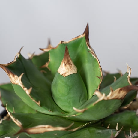 アガベ チタノタ 白犀牛 TC株【発根管理中】シロサイ Agave titanota White Rhino 多肉植物 珍奇植物 静岡 通販 ANTIDOTE S1529