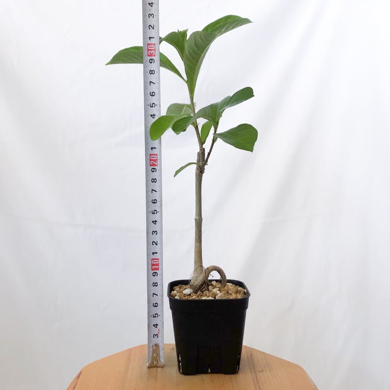 バオバブの木 アダンソニア・ディギタータ 実生 Baobab Adansonia