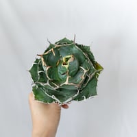 ★8/9まで限定販売★アガベ チタノタ 白鯨 OC株 ベアルート Agave titanota White Whale 多肉植物 珍奇植物 静岡 通販 ANTIDOTE S1580