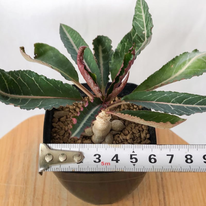 ユーフォルビア ハイブリッド 実生 ラバティー×クレメルシー Euphorbia